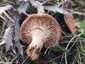 Ördögszekér-laskagomba (Pleurotus eryngii), Budai-hegység